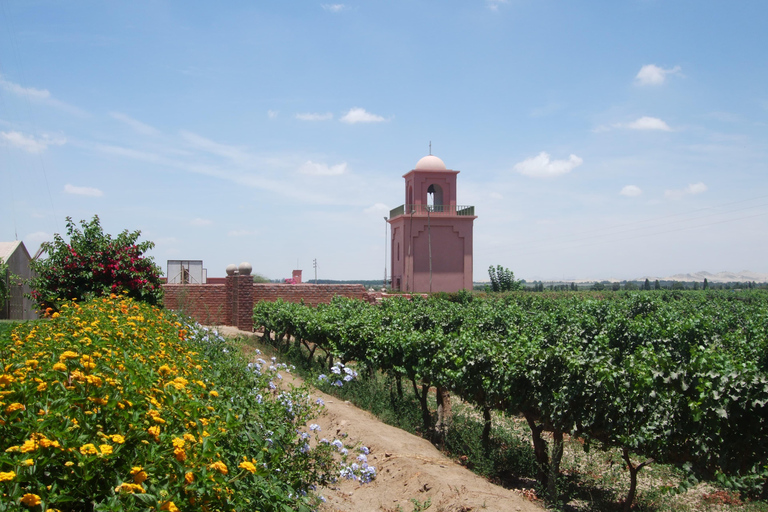 Lima : visite d&#039;une jounée à Paracas, aux vignobles et à Huacachina