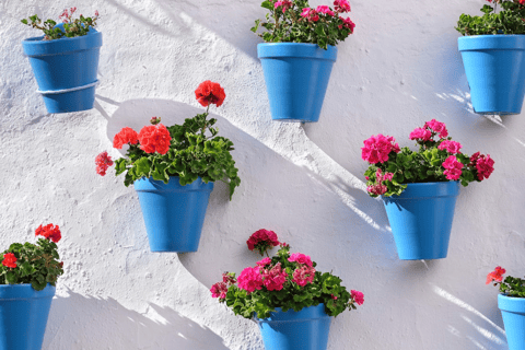 Cordoue : visite privée exclusive des patios de Cordoue