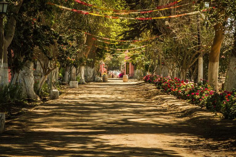 Visite de la cave de Tacama + dégustation de vin et de pisco