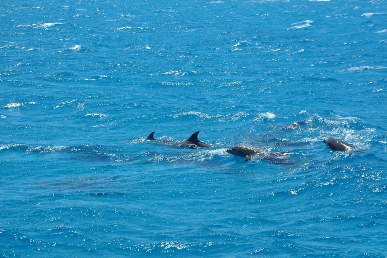 Safaga: Dolphin Watching Boat Tour with Private Transfer