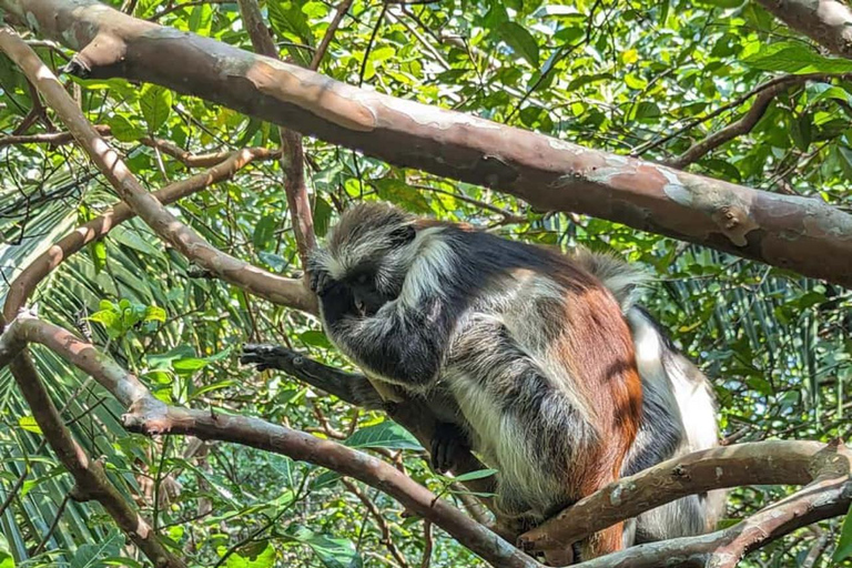 Jozani Forest & Turquoise Waters Turtle Swim at Salaam Cave TOUR WITHOUT HOTEL PICKUP AND DROP OFF