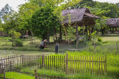 Chiang Mai: Experiência tailandesa com búfalos e plantação de arroz