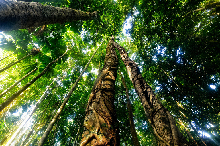 Cairns: Full Day Cape Tribulation Day Tour with Guide Cairns: Cape Tribulation Day Tour with Lunch