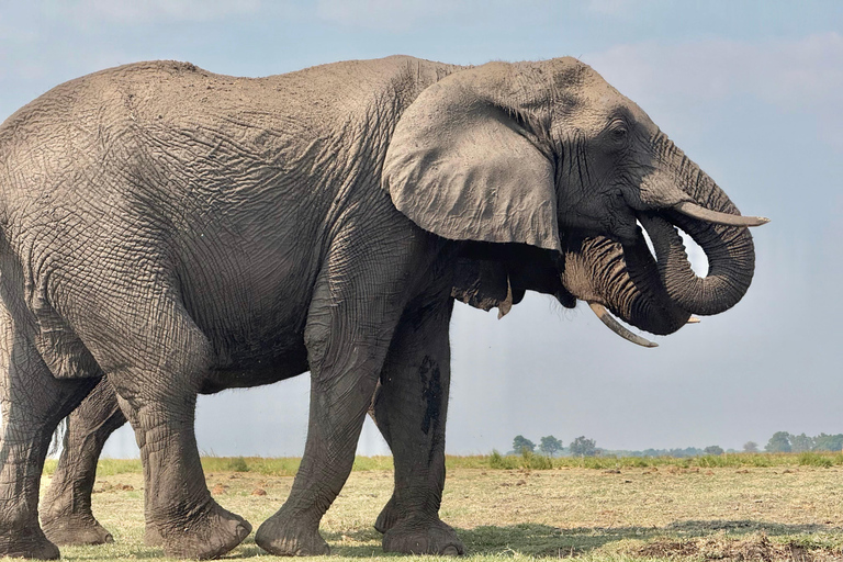 From Livingstone: Chobe Half-Day Game Drive Safari