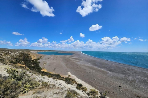Puerto Madryn: Full-Day Wildlife Safari on Peninsula Valdés Peninsula Valdés: Private Full-Day Excursion from Puerto Madryn