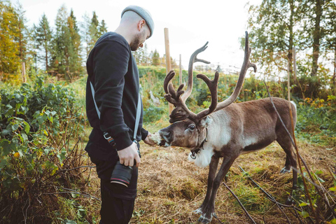 Rovaniemi: Meet and Feed Reindeer