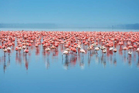 Nairobi: Lake Nakuru National Park Day Trip with Game Drive