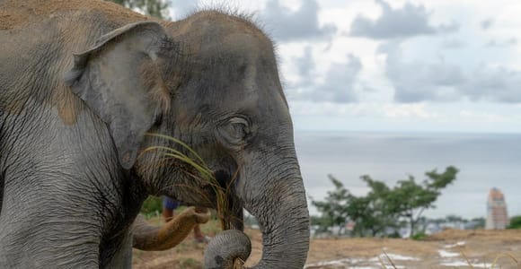 Patong: Öko-Führung durch das Elefantenschutzgebiet mit Rundgang und Futtersuche
