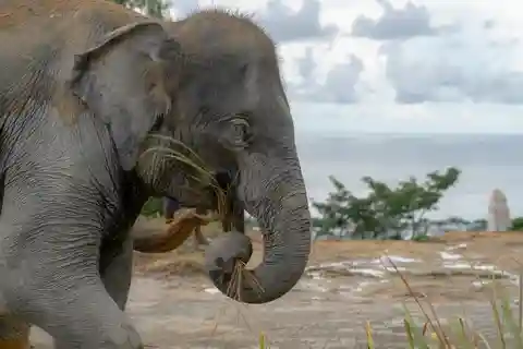 Phuket: Elephant Sanctuary Eco Guide Walk & Forage Tour