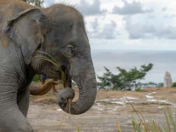 Patong: tour guidato a piedi ed eco-tour al santuario degli elefanti