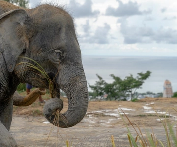 Phuket: Elephant Sanctuary Eco Guide Walk & Forage Tour