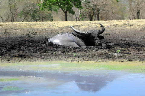 The Authentic Sunset Of Baluran National Park Banyuwangi