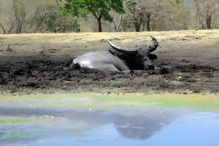 The Authentic Sunset Of Baluran National Park Banyuwangi