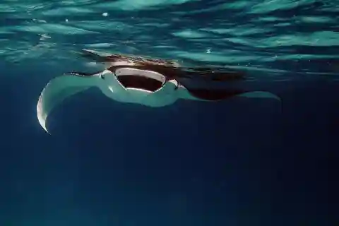 Da Keauhou Bay: Tour serale con le mante