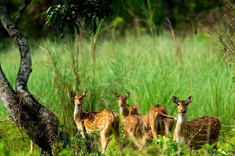 Kathmandu: 3 Days Luxury Chitwan Tour with flights