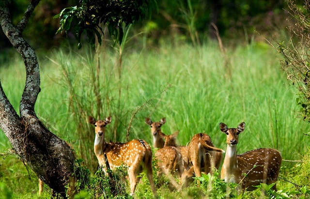 Chitwan National Park: 3 Days Tour From Kathmandu/Pokhara