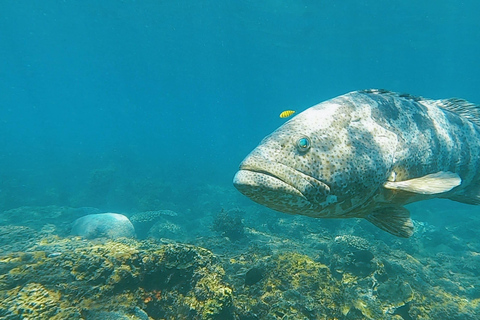 جزيرة ماجنتيك: جولة اكتشاف الغوصالجزيرة المغناطيسية: جولة اكتشاف الغطس