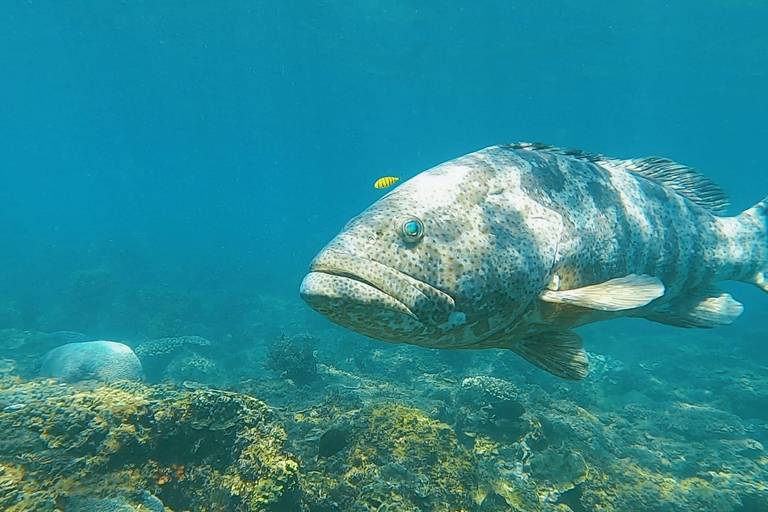 جزيرة ماجنتيك: جولة اكتشاف الغوصالجزيرة المغناطيسية: جولة اكتشاف الغطس