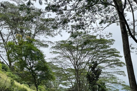 Kandy: Sir James Taylor’s Loolkandura Tea Heritage Hike