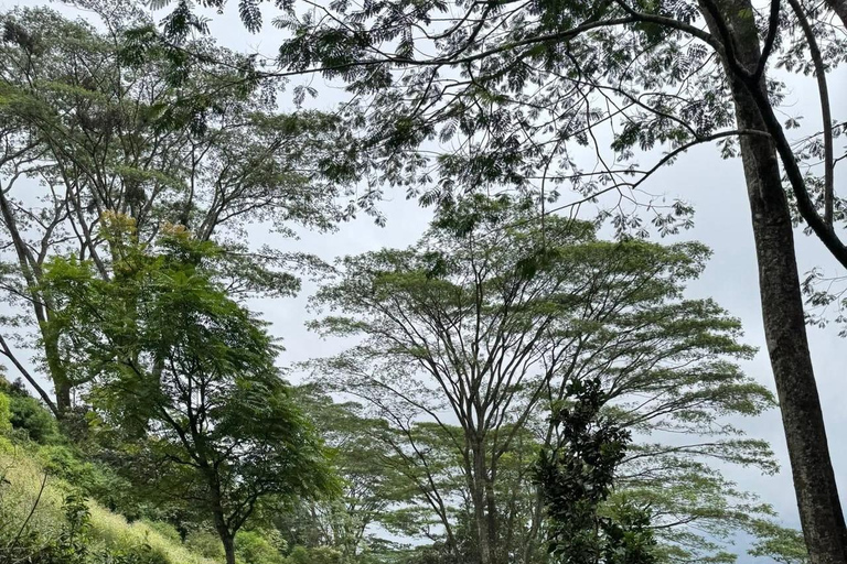 Kandy: Sir James Taylor’s Loolkandura Tea Heritage Hike