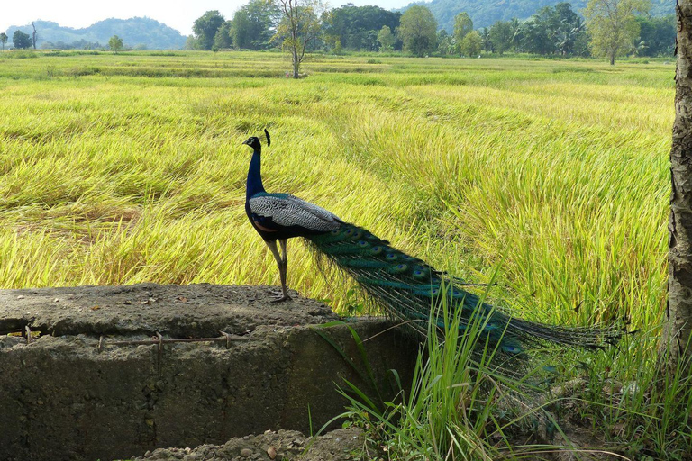 From Kandy: 2-Day Sigiriya & Ambewella Station drop Tour