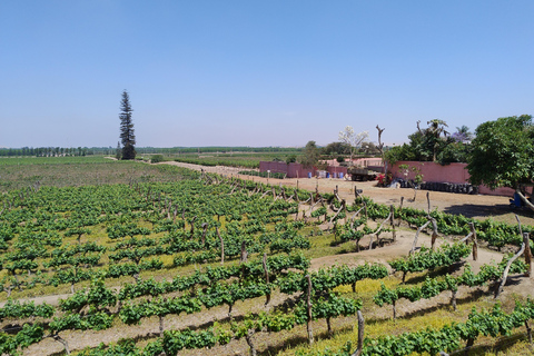 Von Ica oder Huacachina: Tour zum Tacama-Weinberg und zur handwerklichen Weinkellerei.