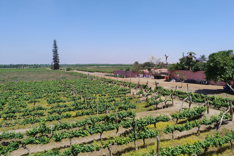 Depuis Ica ou Huacachina : visite du vignoble et de la cave artisanale de Tacama.