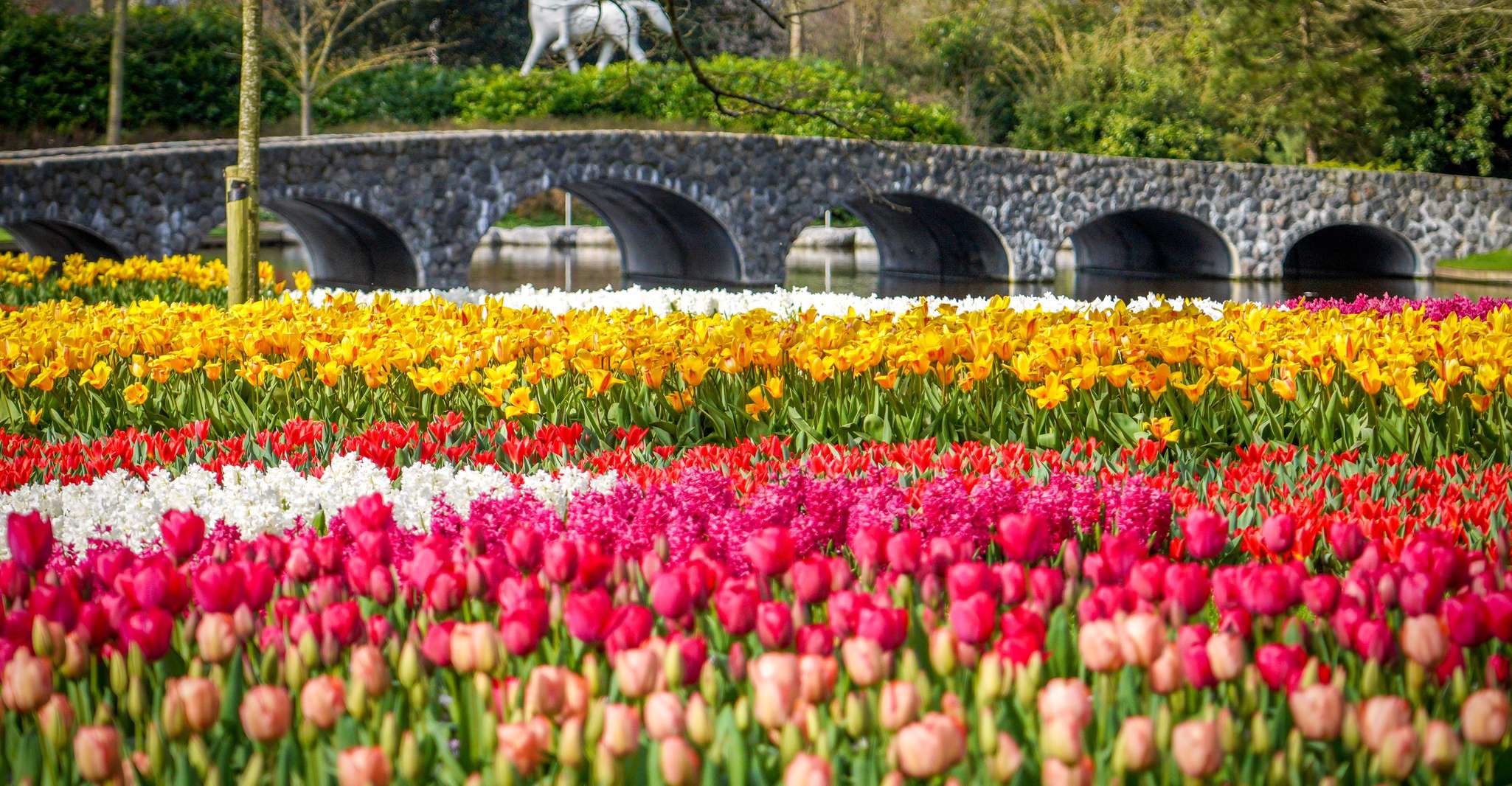 Amsterdam: Keukenhof Entry & Shuttlebus with Flexible Return photo 18