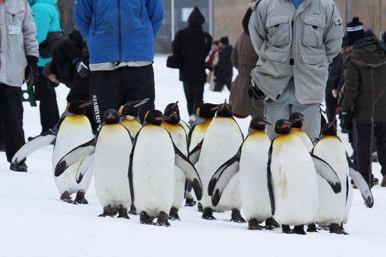 Hokkaido: Jardim Zoológico de Asahiyama, outono de Shirahige, Dia do Terraço de Ningle