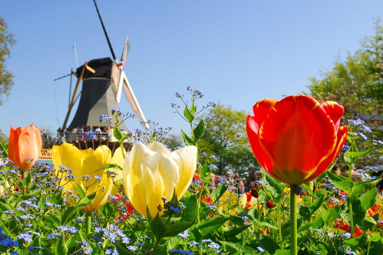 Antwerp: Full-day Holland Guided Keukenhof & Kinderdijk Tour Tour in Spanish