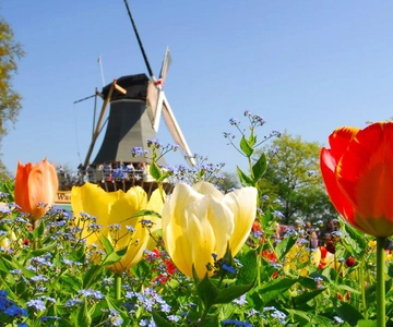 Antwerpen: Heldagstur med guide til Keukenhof og Kinderdijk i Holland