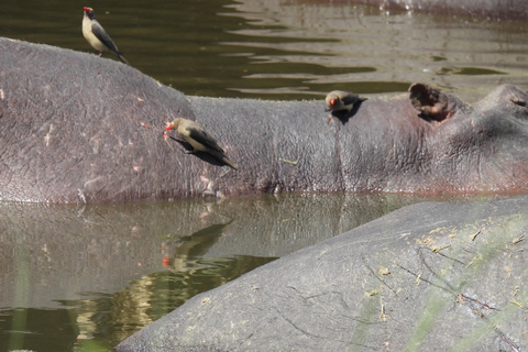 5 Days of Safari Bliss Witness Nature's Wonders