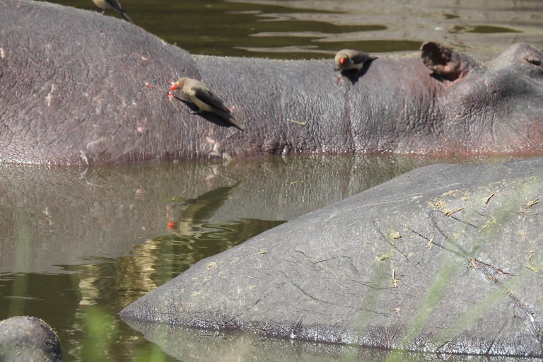 5 Days of Safari Bliss Witness Nature's Wonders