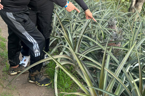 From Medellín: Pineapple Farm Experience with Tasting
