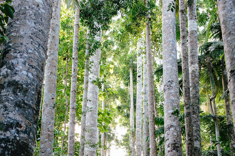 De Cairns: Viagem de 1 dia para Atherton Tablelands e Paronella Park