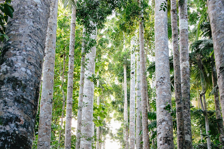 Z Cairns: Atherton Tablelands i Paronella Park - 1-dniowa wycieczka