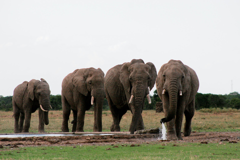 From Nairobi: 3-Day Samburu National Reserve Safari