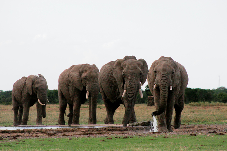 From Nairobi: 3-Day Samburu National Reserve Safari