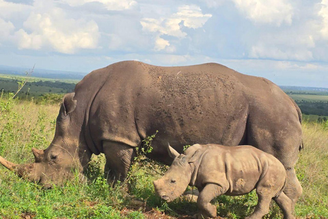 Nairobi: Half Day guided tour to Nairobi National Park