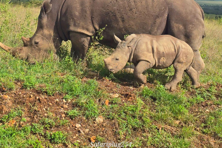 Nairobi: Half Day guided tour to Nairobi National Park