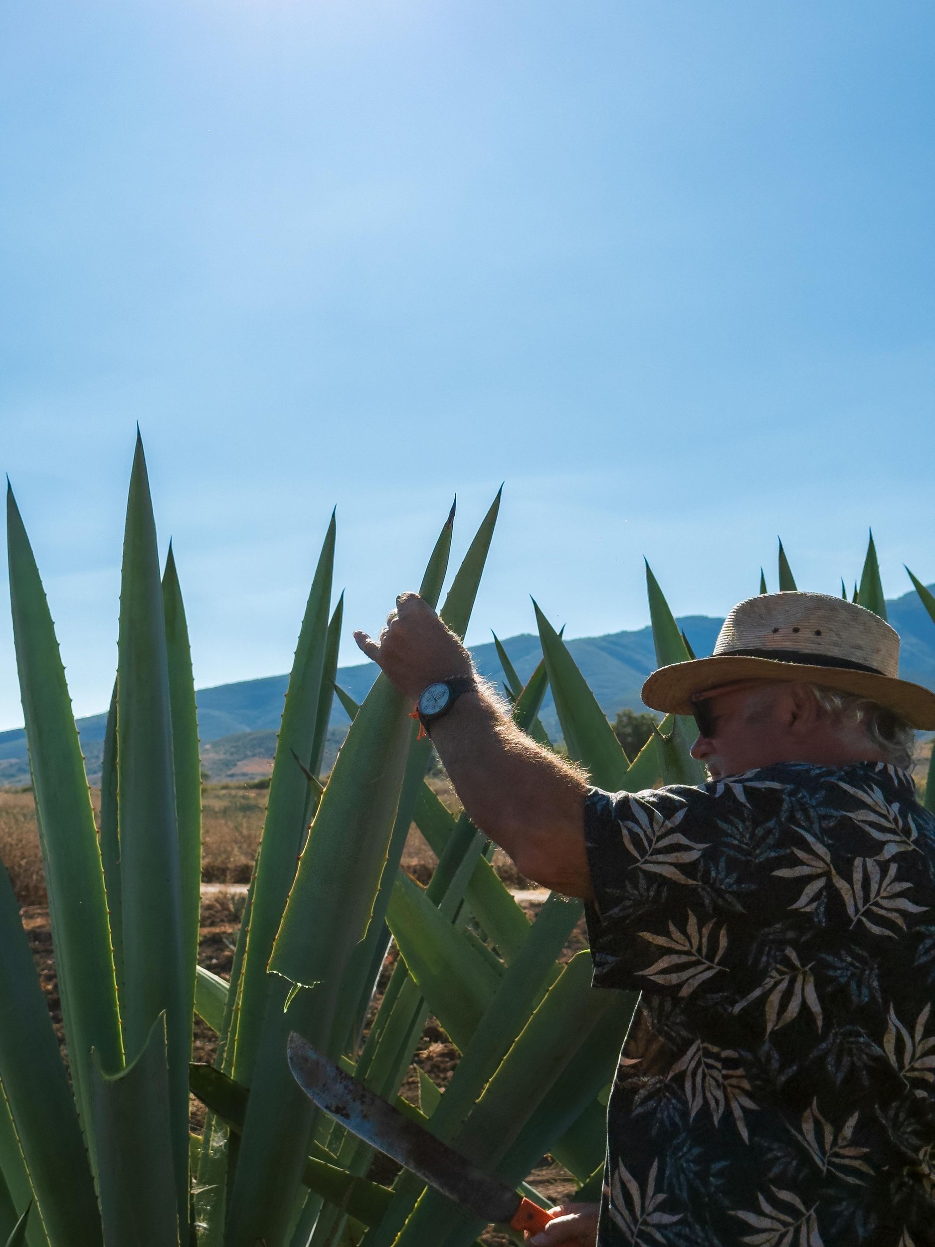 Meskal-, Agaven- und Pulque-Tour in Oaxaca