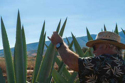 Mezcal, Agave, and Pulque Tour in Oaxaca