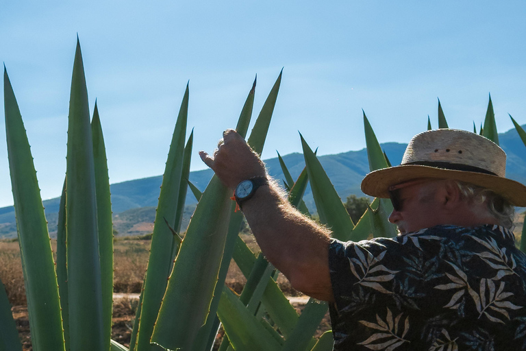 Mezcal, Agave, and Pulque Tour in Oaxaca