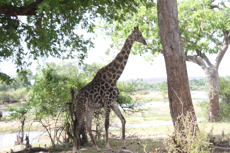 Victoria Falls: Safari game drive tour 3 hours