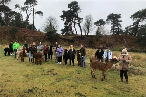 Mucche delle Highlands, Walk Alpacas e Centro della fauna selvatica scozzese