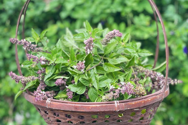 Doświadczenie organicznego gotowania tajskiego w Chiang Mai