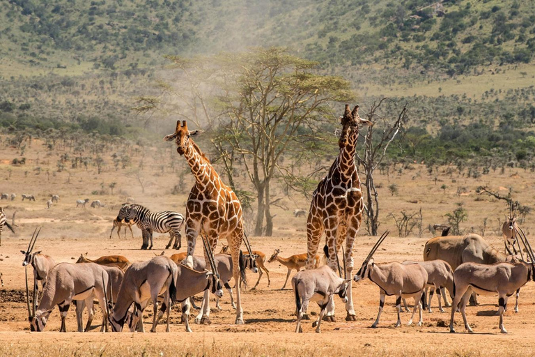 6 DIAS DE CAMINHADA DE GORILA EM UGANDA E SAFÁRI PELA VIDA SELVAGEM