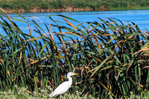 Cape Town: Kirstenbosch & False Bay Birdwatching Tour