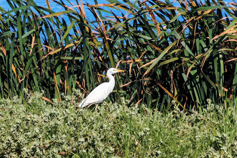 Cape Town: Kirstenbosch & False Bay Birdwatching Tour