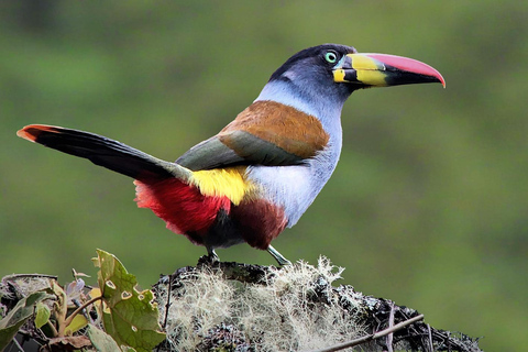 Da Cusco: 5 giorni di esplorazione e connessione nella Zona Riservata del ManuDa Cusco: 5 giorni di esplorazione e connessione nella Zona Riservata di Manu